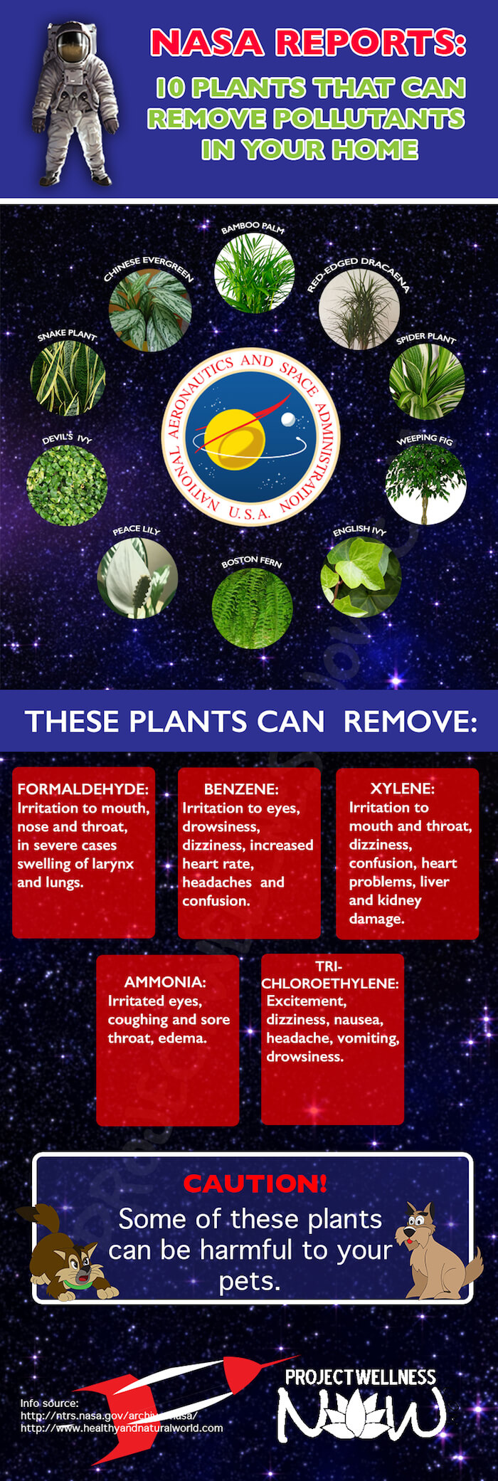 plants that clean air in your home