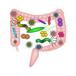 vagus nerve and gut flora