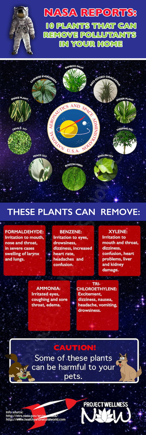 health benefits of house plants