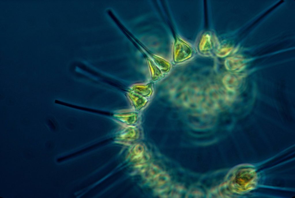 benefits of marine phytoplankton