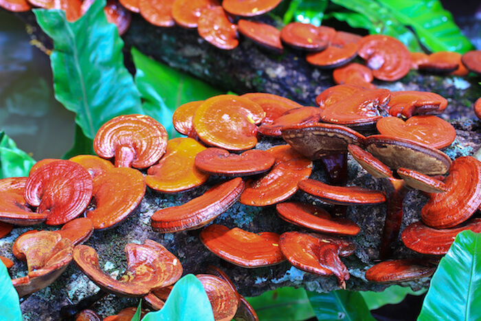 health benefits of reishi mushrooms