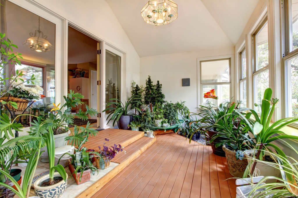 plants that clean air in your house