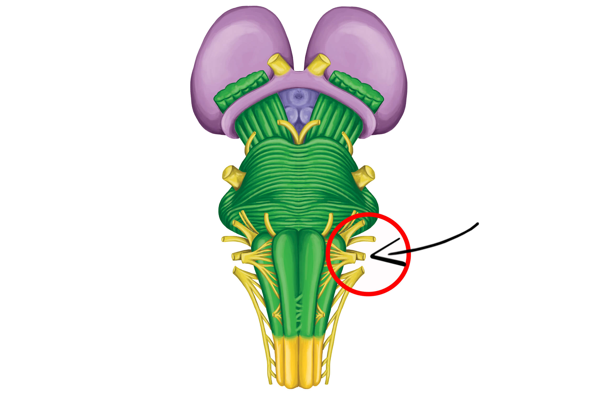 vagus nerve basics