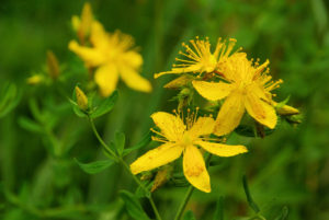 what are top health benefits of st john's wort